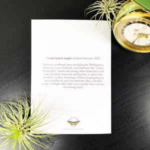 Green Dragontail Butterfly Infographic Greeting Card