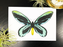 Load image into Gallery viewer, Queen Alexandria&#39;s Birdwing Infographic Greeting Card