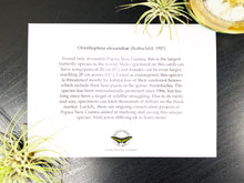 Load image into Gallery viewer, Queen Alexandria&#39;s Birdwing Infographic Greeting Card