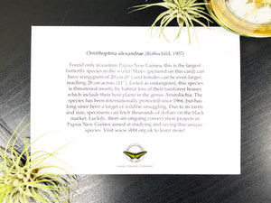 Queen Alexandria's Birdwing Infographic Greeting Card