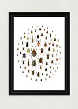 Load image into Gallery viewer, A Love of Beetles Poster