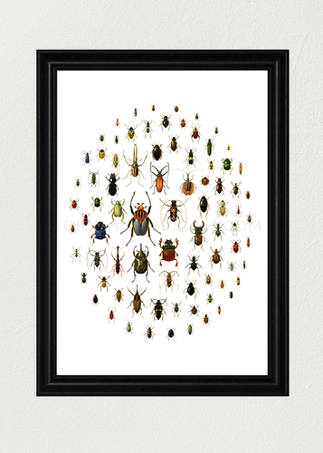 A Love of Beetles Poster