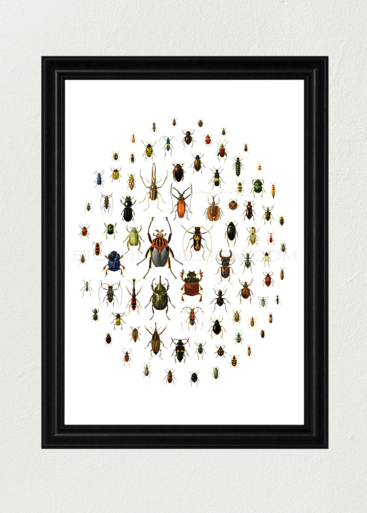 A Love of Beetles Poster