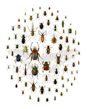 Load image into Gallery viewer, A Love of Beetles Poster