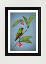 Load image into Gallery viewer, Chestnut-Breasted Coronet Art Print