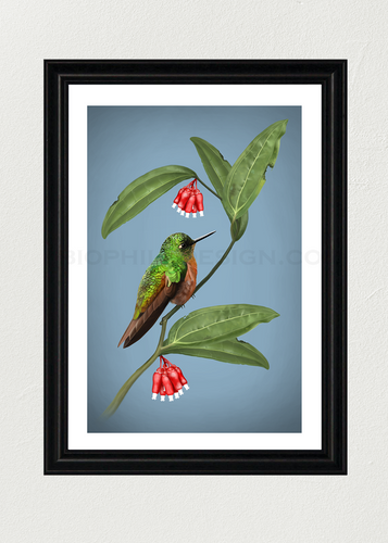Chestnut-Breasted Coronet Art Print