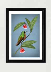 Chestnut-Breasted Coronet Art Print