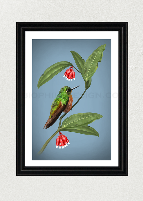 Chestnut-Breasted Coronet Art Print