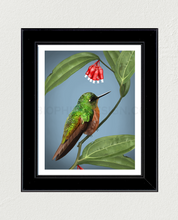 Load image into Gallery viewer, Chestnut-Breasted Coronet Art Print