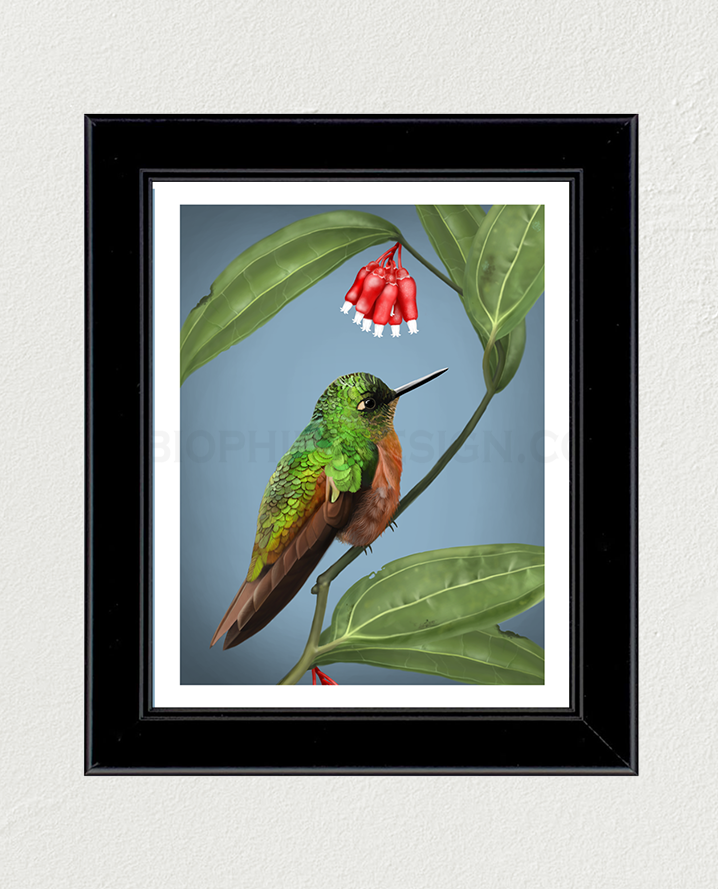 Chestnut-Breasted Coronet Art Print