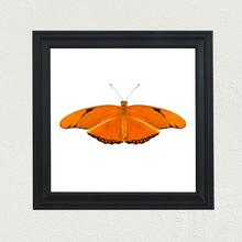 Load image into Gallery viewer, Dryas iulia Butterfly Print
