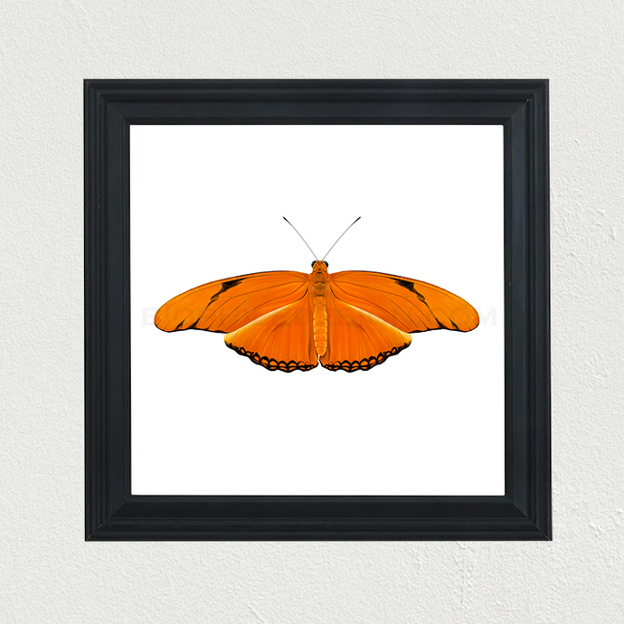 Dryas iulia Butterfly Print