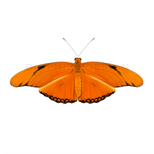 Load image into Gallery viewer, Dryas iulia Butterfly Print