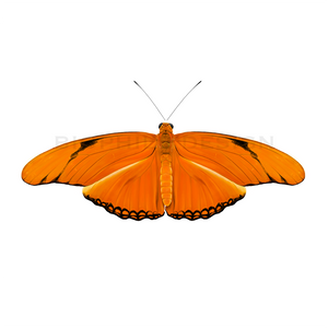 Dryas iulia Butterfly Print