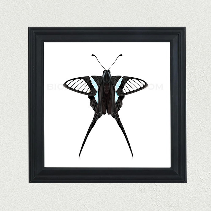 Green Dragontail (Lamproptera meges) Print