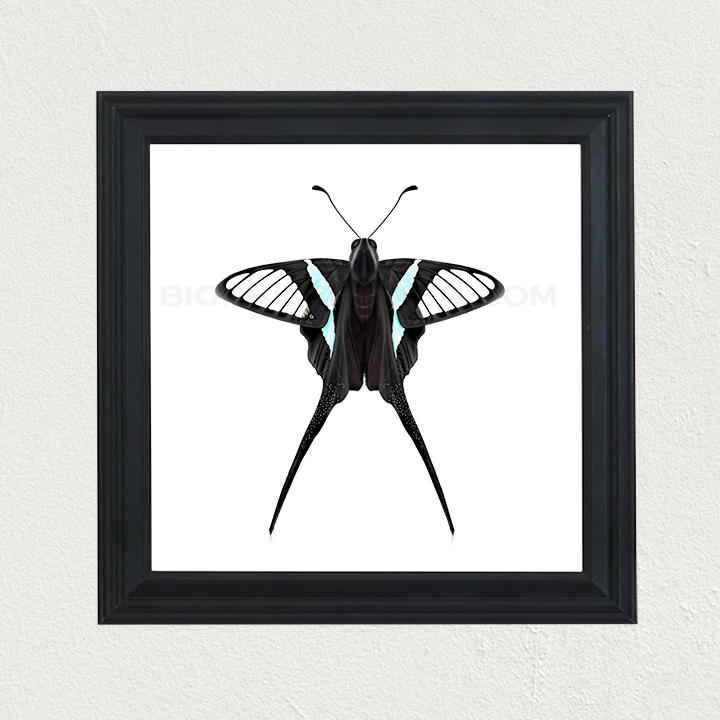 Green Dragontail (Lamproptera meges) Print