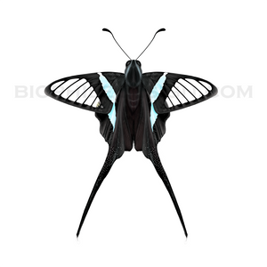 Green Dragontail (Lamproptera meges) Print