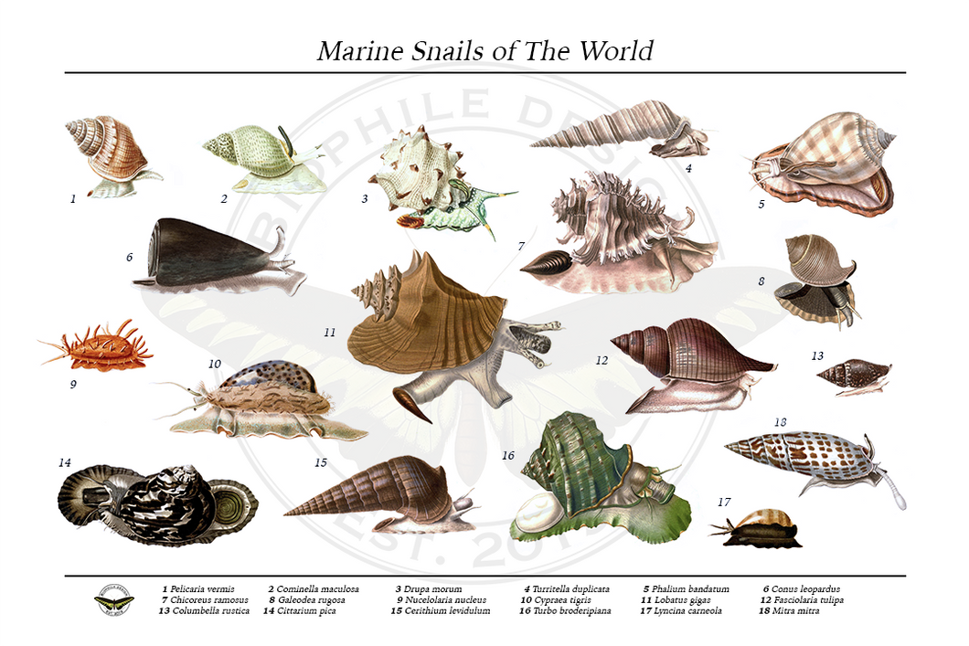 Marine Snails of the World Poster