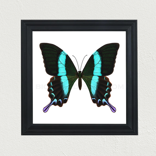 Peacock Swallowtail (Papilio blumei) Print