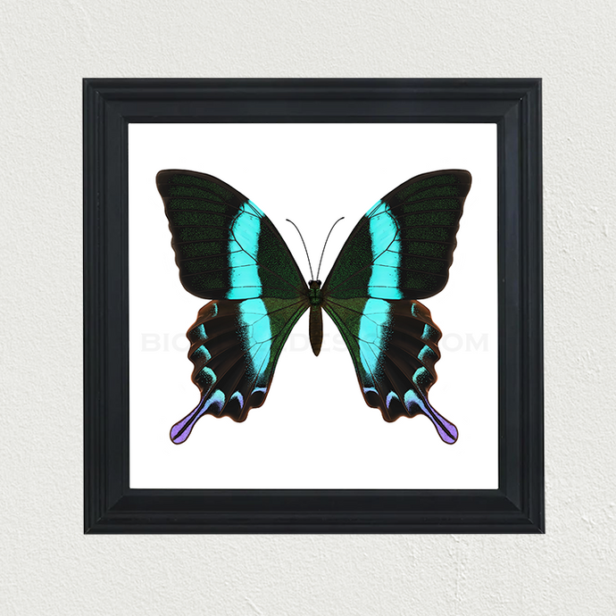 Peacock Swallowtail (Papilio blumei) Print