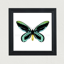 Load image into Gallery viewer, Queen Alexandra&#39;s Birdwing (Ornithoptera alexandrae) Print