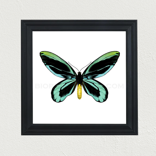 Queen Alexandra's Birdwing (Ornithoptera alexandrae) Print