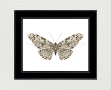 Load image into Gallery viewer, White Witch Moth (Thysania agrippina) Print