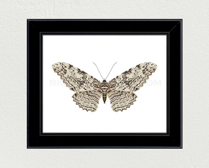 White Witch Moth (Thysania agrippina) Print