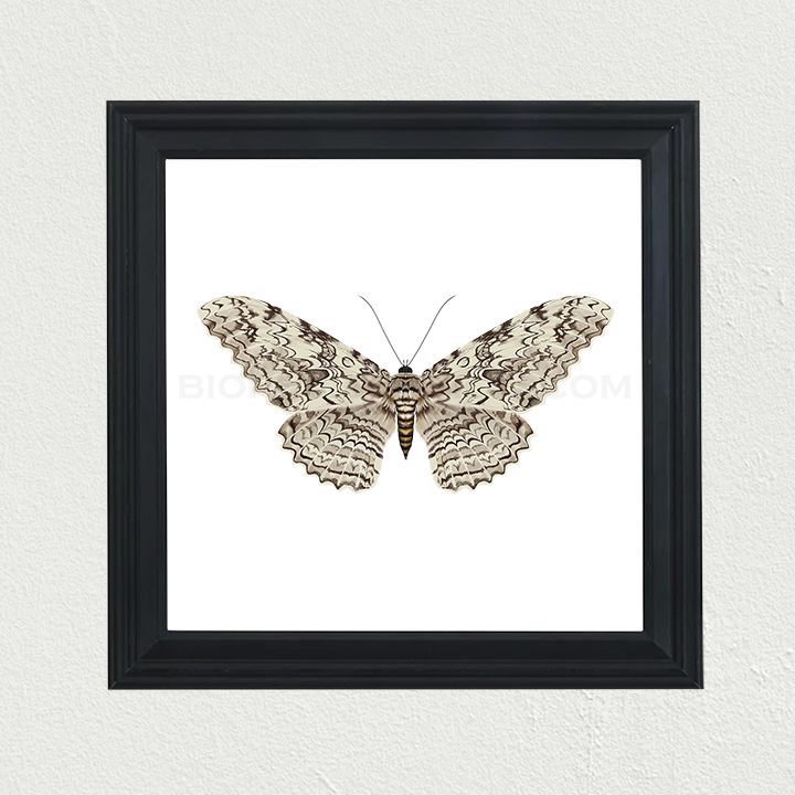 White Witch Moth (Thysania agrippina) Print