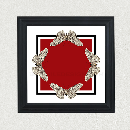 White Witch Moth Red Diamond Print