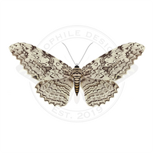 Load image into Gallery viewer, White Witch Moth (Thysania agrippina) Print